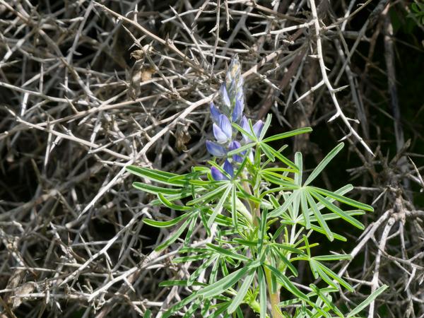 <h3><a href="/trips/kreta/biota/plantae/tracheophyta/magnoliopsida/fabales/fabaceae/lupinus angustifolius/lupinus angustifolius-nl.html">Lupinus&nbsp;angustifolius</a> / Narrow‑leaved&nbsp;lupin / Blauwe&nbsp;lupine</h3>OM-1 Mark II met OLYMPUS M.150-400mm F4.5 TC, 1/640 sec  bij F10.0, ISO 2000, afstand 5.98&nbsp;m